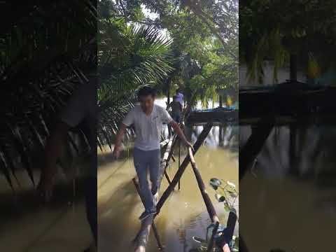 Bamboo Bridge On The Canal Crossing Foreign People Bangladesh Ytshorts