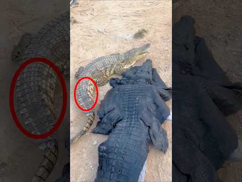 ندم هذا الشاب لانه دخل مع التماسيح Shorts