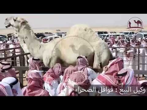 لحظة بيع الفحل صدام