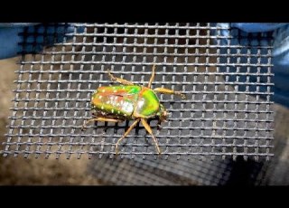 ニジイロカナブンの産卵セットをひっくり返した結果