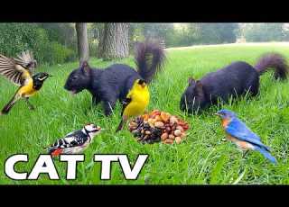 4K CAT TV FOR CAT Black Squirrels Busy Birds Testing New Menu Nature Fun For Cats Reduce Stress