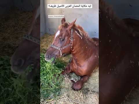 ايه حكاية الحصان العربى الاصيل ظريف ٦٠شو مع الدكتور حاتم ستين ايه حكاية الحصان العربى الاصيل ظريف ٦٠شو مع الدكتور حاتم ستين