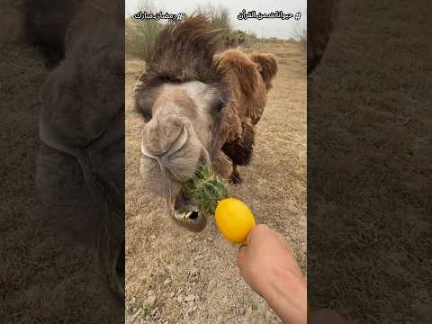 اغرب 7 معجزات فى خلق الإبل هتخليك تعرف ليه ربنا أمرنا بالنظر لخلق الإبل Shorts اغرب 7 معجزات فى خلق الإبل هتخليك تعرف ليه ربنا أمرنا بالنظر لخلق الإبل Shorts