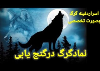 نماد گرگ