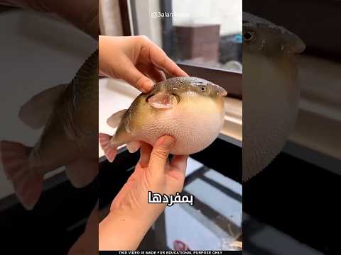 ما سر السمكة المنتفخة