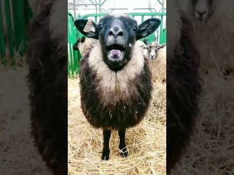 معزة معزة صغيرة ياغنماتي مقطع مضحك