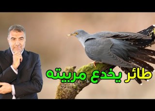 طائر يخدع مربيته