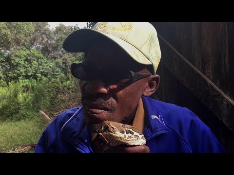 Mtanzania Anayewafuga Nyoka Wa Kutumiwa Ngoma Za Wasukuma