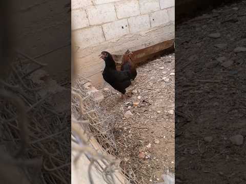 صوت دجاجة تبيض ما شاء الله تريند دجاج Shorts Video