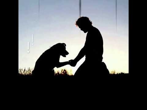 اجمد حالات واتس للنجم عصام صاصا مهرجان كنت مربي ف بيتي زمان لا مش كلب كان كلبين