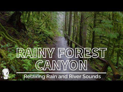 4K Walking In Rainy Forest Canyon Raindrop And River Sounds