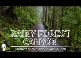 4K Walking In Rainy Forest Canyon Raindrop And River Sounds