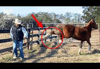 35 Powerful Horse Kicks That Show Nature S Raw Reflexes Animal Documentary