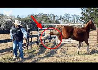  35 Powerful Horse Kicks That Show Nature S Raw Reflexes Animal Documentary