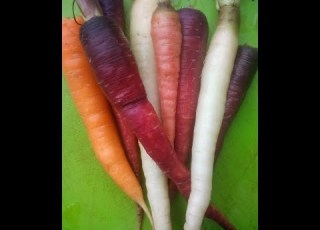 How To Grow Rainbow Carrots Seed To Harvest