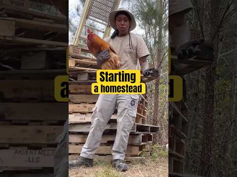 Meet My Rooster Starting My Homestead Shorts