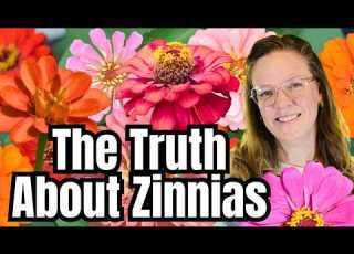 The TRUTH About Zinnias What No One Tells You