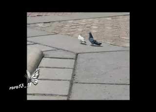  كاظم الساهر يا لالا