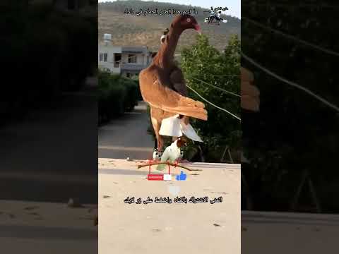 ما اسم هذا الطير الحمام في بلدك سوريا الاردن لبنان العراق مصر فلسطين Shorts ما اسم هذا الطير الحمام في بلدك سوريا الاردن لبنان العراق مصر فلسطين Shorts