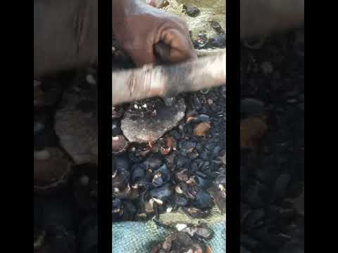 BEI YA KOROSHO NAMNA YA KUKAANGA