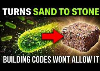  This Bacteria Turns Sand Into Solid Stone No Heat Required Why Do Building Codes Reject It