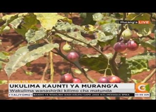  Wakulima Murang A Waanza Ukulima Wa Matunda Licha Ya Uhaba Wa Maji