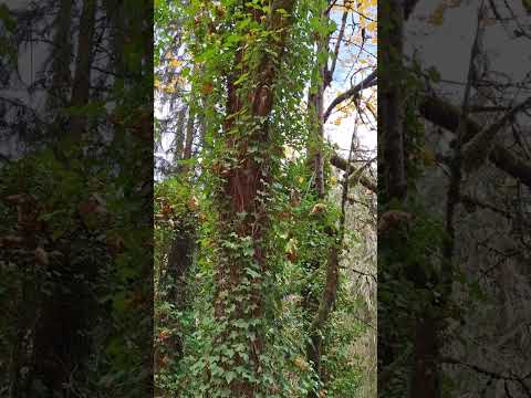 رابط إلى موقع بداية مسار فورست بارك PhilsFavoritesPNW