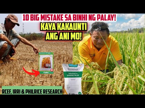 10 BIG MISTAKES Sa PAGPILI Ng BINHI Ng PALAY Kaya KAUNTI ANG ANI MO Base Sa PhilRice