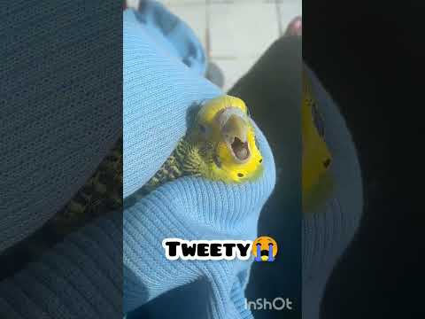 My Budgie Died Rip Tweety L You Are The Best Bird Fly High L Budgies