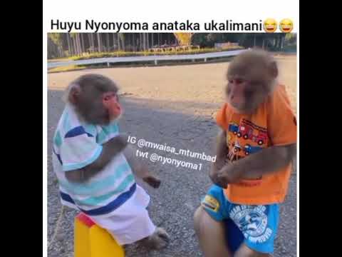 MWAISA NYONYOMA UNATAKA UKALIMANI MWAISA