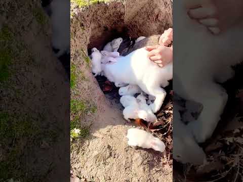 Come See Little Rabbits Wonderful