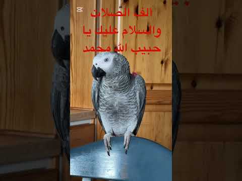 تعليم الببغاء ألف الصلاة والسلام عليك يا حبيب الله محمد