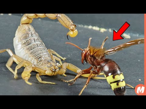 العقرب الاصفر في مواجهة مع الدبور الاكبر في العالم انظروا ماذا حدث