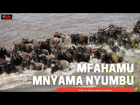 Mfahamu Nyumbu Mnyama Anayepatikana Africa Pekee Mwenye Sifa Kadhaa Ikiwemo Sifa Ya UJINGA
