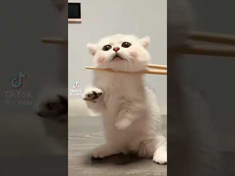 سطوحى ده بيبى