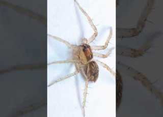  Spider Sound