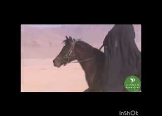  Badar Mein Muahjireen O Ansar Kay Jazbaat Shahnama E Islam