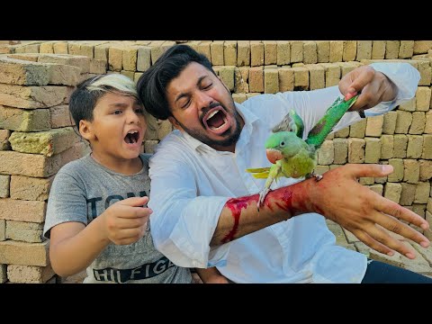 Anas Bhai Ko Parrot Ny Panjy Mar K Zakhmi Kr Deya Parrot K Nails Cut Kr Deye