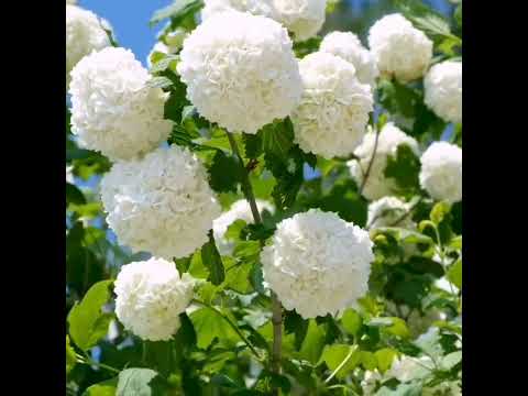 أروع موسيقى صامتة على الإطلاق