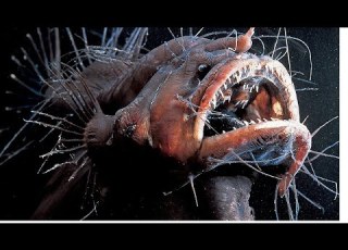 VIUMBE Wa AJABU Wanaopatikana MARIANA TRENCH Sehemu Ya BAHARI Yenye Kina KIREFU Zaidi Wanatisha