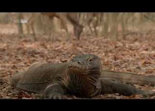 Indonesien Ungezähmt 5 5 Im Land Der Drachen