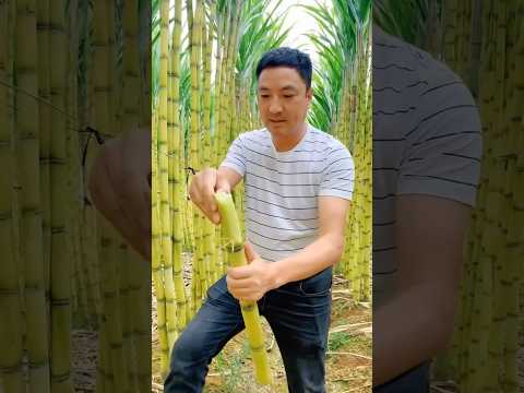 Sugarcane Farming In China IBest Ganna Variety Chinese Farmer