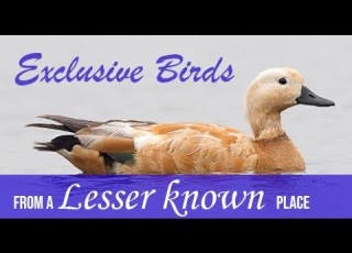 Birds Of Maguri Beel