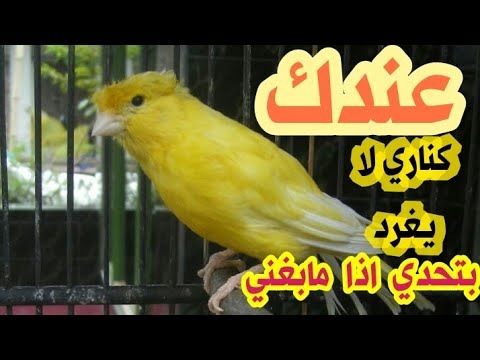 هل لديك كناري لايغرد نقدم لك الحل السريع Kanari