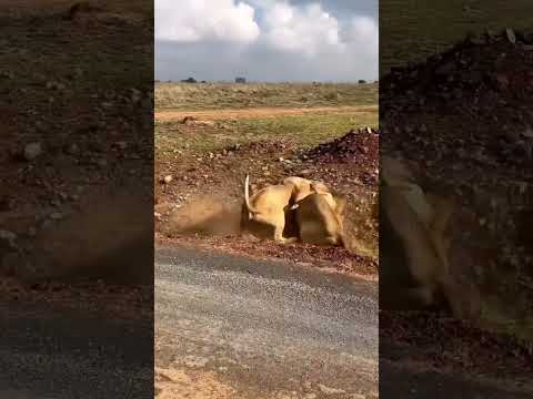 عند تزاوج الأسد من لبؤة جديدة يقوم بمحاولة التخلص من اشبالها الذين ليسوا منه لذلك تدافع عنهم اللبوة