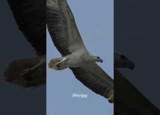  Beautiful White Bellied Sea Eagle Eagle Whitebelliedseaeagle Birdsofprey