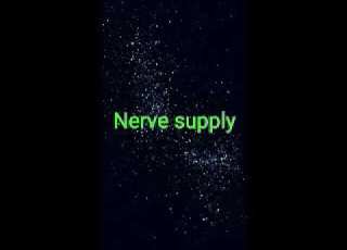  Nerve Supply ENT ليلة الميد