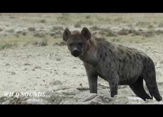  Sound Of A Hyena Hyena Call Sound Africa Wild Animal Sound