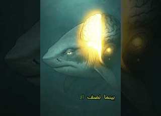 هل ينام القرش حقا بعين مفتوحة