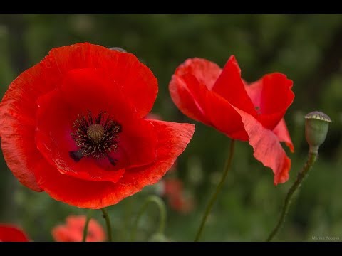 Гурт Червоні Маки Мамині яблуні